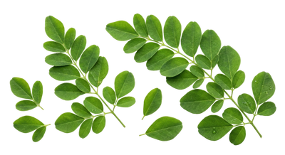 Moringa Leaf Extract